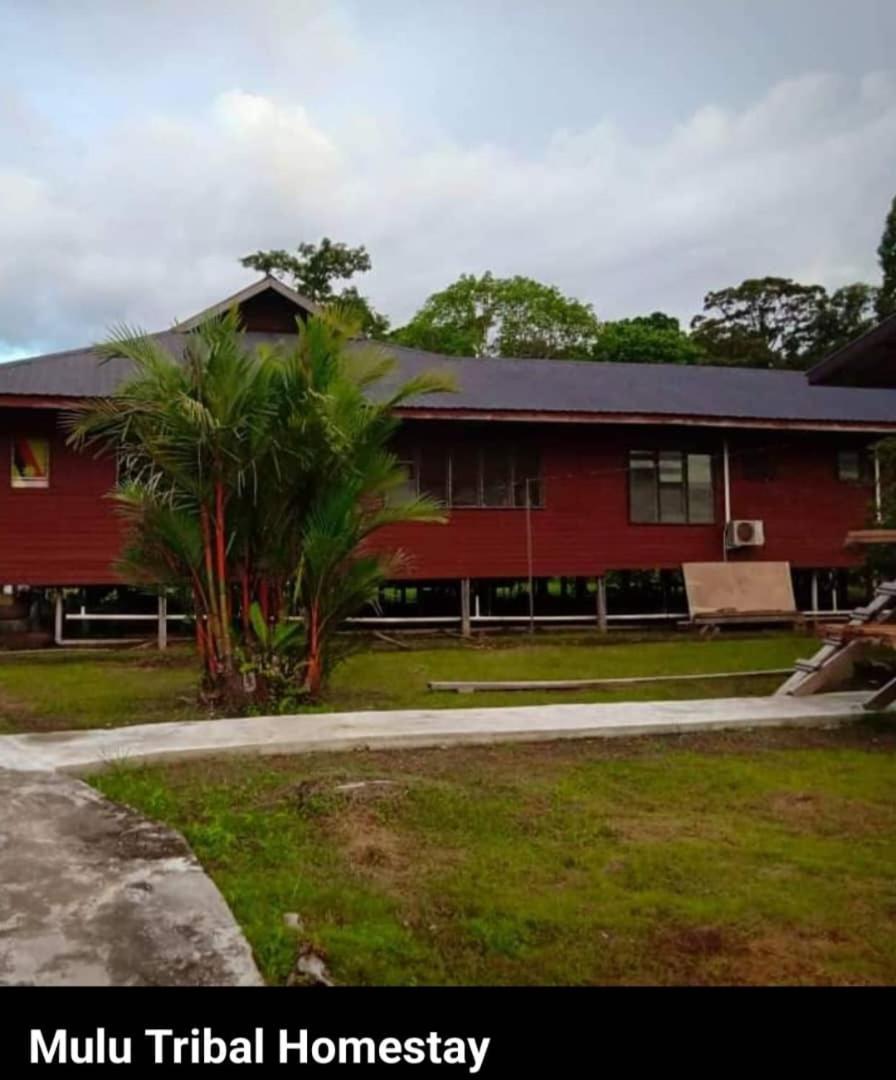 Mulu Tribal Homestay Eksteriør billede