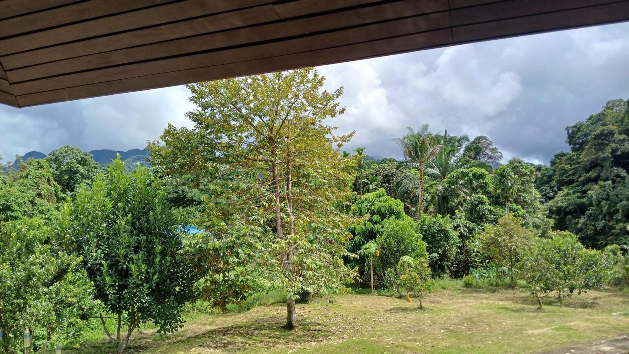 Mulu Tribal Homestay Eksteriør billede